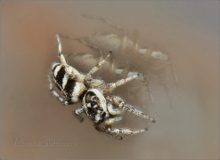 <p>SKÁKAVKA PRUHOVANÁ (Salticus scenicus) ---- /Zebra spider -
Zebraspringspinne/</p>